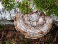 Weißbraunes Ringmuster und Blasen an Baumpilz